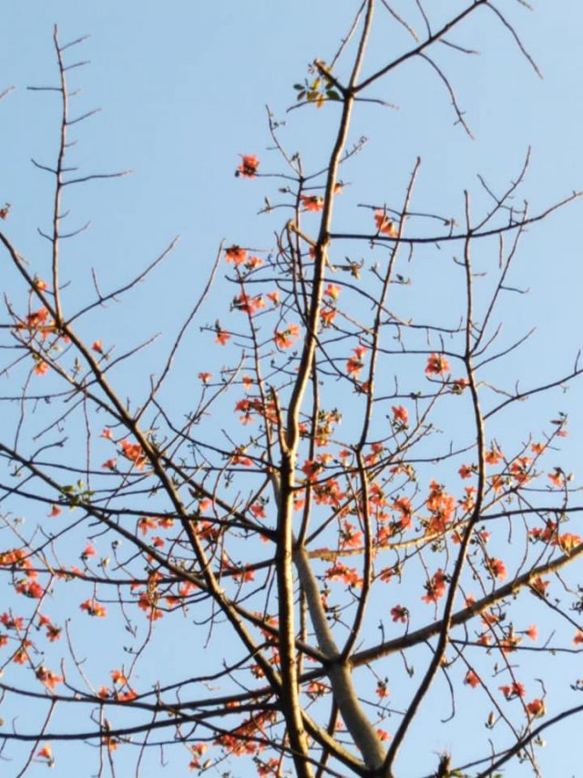 16 Native Trees That Will Give Your Home a Filipino Touch | Lamudi