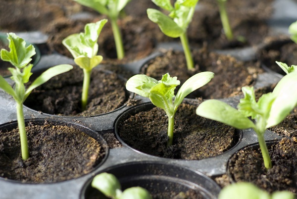 small plant seedlings