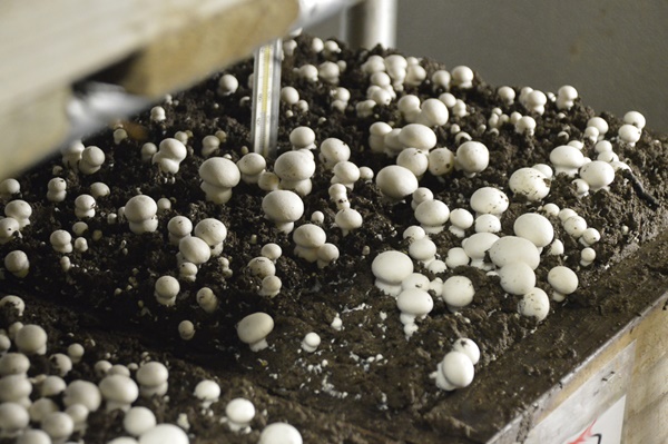 mushroom cultivation area