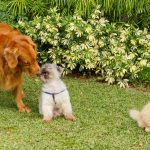 On the Spot: The Best Home for Pet-Loving Homebuyers